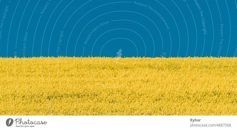 Gelbe Rapsfeld und blauer Himmel im Sommer Sunny Day. Landschaft wie Flagge der Ukraine Ackerbau Hintergrund Blütezeit Überstrahlung Konzept Textfreiraum Europa