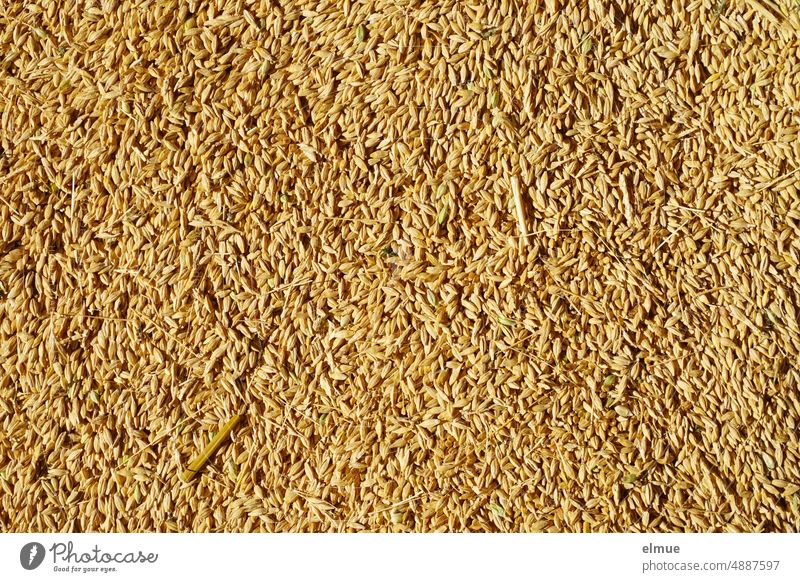 Gerstenkörner in Draufsicht mit Resten von Halmen / Landwirtschaft / Getreide / Erntezeit Ackerbau Sommer Erntegut Korn Körner Getreidekörner Malzkaffee