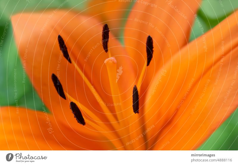 Nahaufnahme einer orange blühenden Blume in einem Garten Asiatische Lilie County, Asiatische Lilie Blacklis asiatisch Asiatische Hybride Hintergrund schön