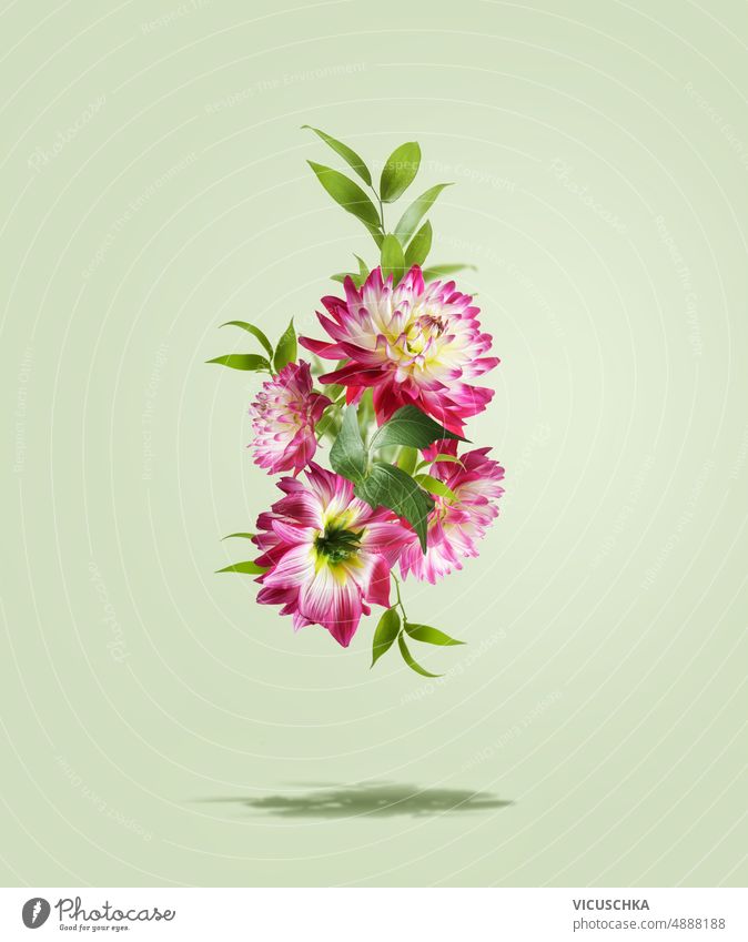 Fliegende rosa Blumen und grüne Blätter auf blassgrünem Hintergrund mit Schatten. Levitation. fliegen schön geblümt Composing Vorderansicht vertikal
