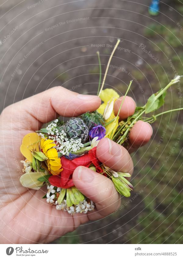 300 | Blüten in der Hand. Blumen in der Hand halten sammeln bewahren nehmen festhalten zart vergänglich fein frisch Sommer Spaziergang Wanderung Natur Umwelt