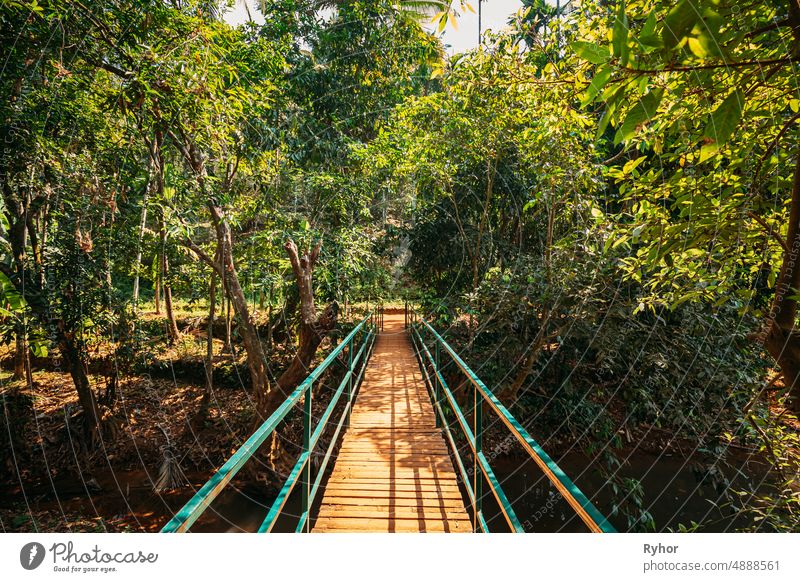 Goa, Indien. Blick auf eine kleine Brücke, umgeben von tropischer grüner Vegetation am sonnigen Tag Jardi Botanic Asien schön Umwelt Flora Laubwerk Wald Grün