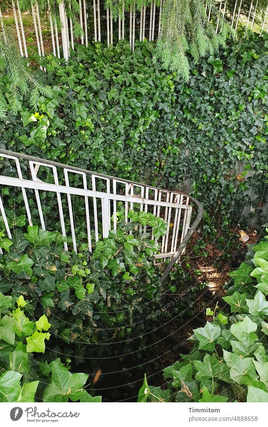 Urban Jungle Pflanzen Wildwuchs üppig Efeu Treppe Geländer grün bewachsen unbenutzt ungepflegt dunkel Loch Durchgang