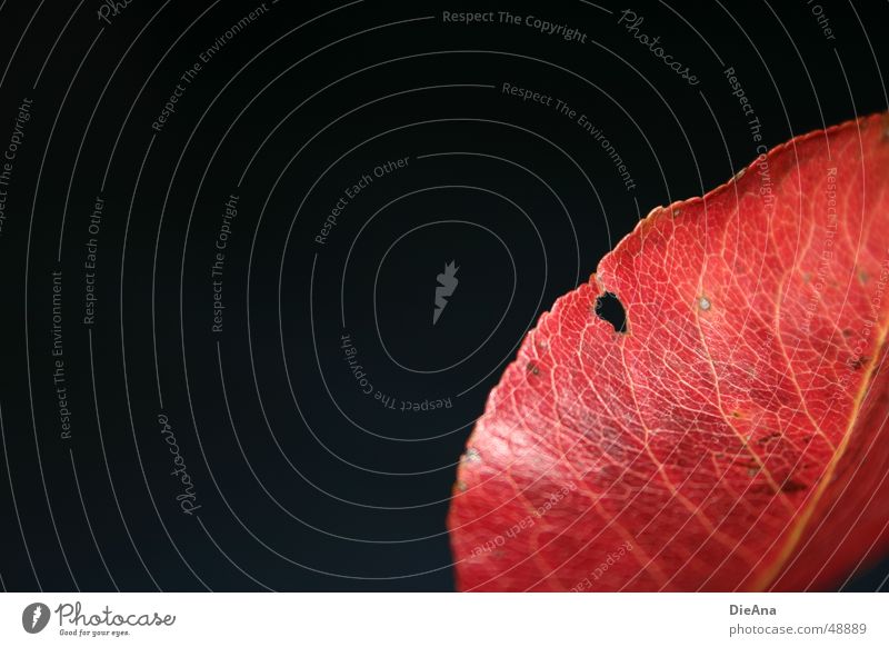 gelocht (1) Herbst Blatt fallen glänzend rot schwarz Wandel & Veränderung Gefäße Färbung Loch leaf red hole pattern black glow autumn discolouring change