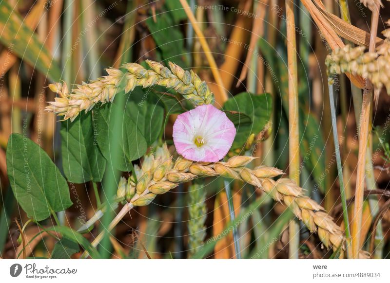 Rosa Blüte der Ackerwinde an den Halmen einer Weizenähre Bergwinde (Convolvulus arvensis) Hunger Ackerbau Gewöhnliche Zaunwinde Brot Textfreiraum Bauernhof
