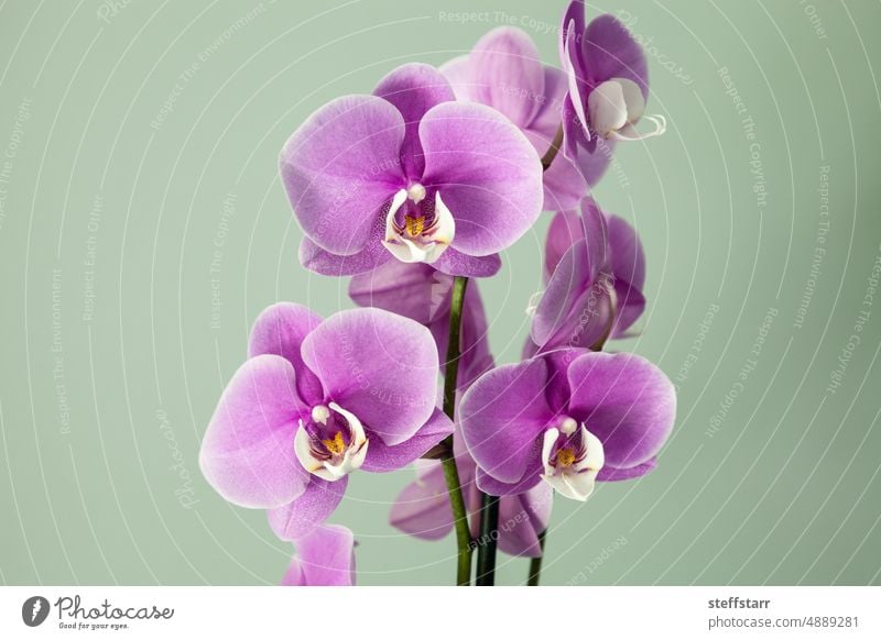 Einzelne lila Phalaenopsis-Orchideen mit weißer Mitte blühen Lila Orchidee weißes Zentrum Blume violette Blume Blütenblätter tropisch Garten Natur vereinzelt