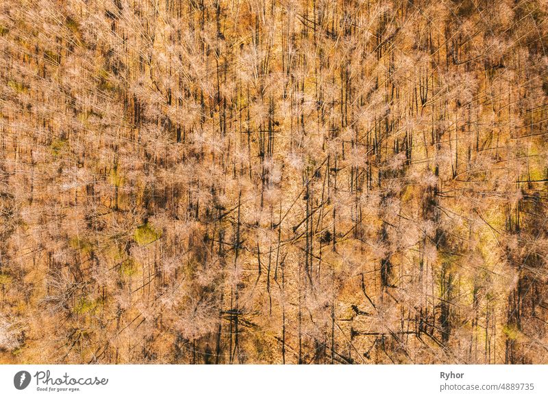 Aerial View Of Laubbäume ohne Laub Blätter in der Landschaft im Frühjahr. Top-Flat View From High Attitude. Natürliche Kulisse Hintergrund der europäischen Wälder und ihre Schatten. Drone Ansicht