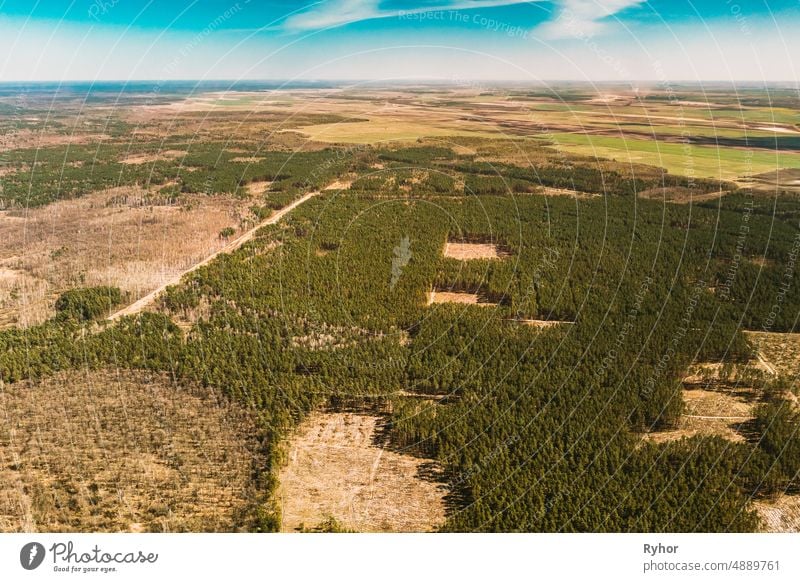 Luftaufnahme der Abholzung Bereich Landschaft. Grüne Kiefer Wald in Abholzung Zone. Top View Of Forest Landschaft. Drone Ansicht. Vogelperspektive Vorfrühling
