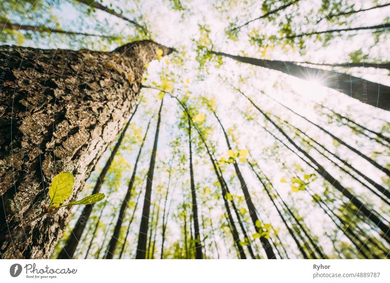Wachsende kleine junge Frühlingszweige grünes Blatt des Stammes Baum. Sommerlicher Sonnentag. Ansicht von unten Wildpflanze schön weißrussland Boke Bokeh