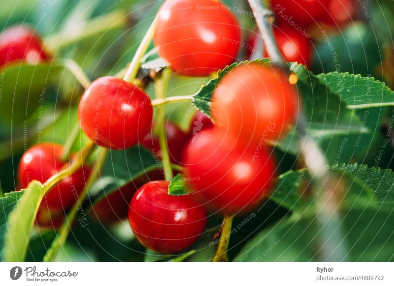 Rote reife Beeren Prunus subg. Cerasus auf Baum Im Sommer Gemüsegarten prunus Ackerbau schön Schönheit botanisch Botanik Ast Kirsche schließen Nahaufnahme