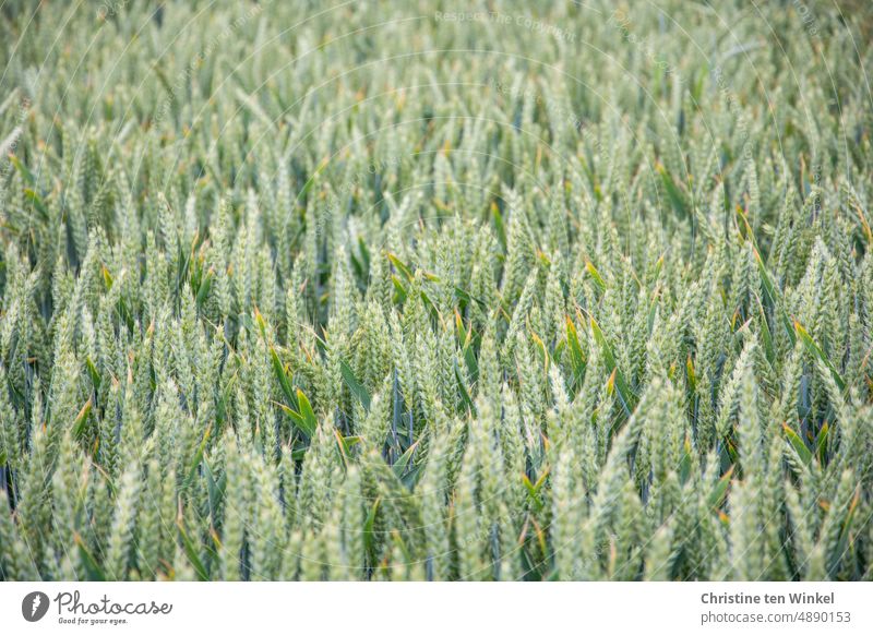Weizenfeld mit noch unreifen Ähren Getreide Landwirtschaft Sommer Getreidefeld Ernährung Wachstum Lebensmittel Ackerbau Korn Kornfeld Nutzpflanze natürlich