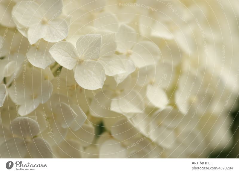 Blüten Ausschnitt Viburnum opulus 'Roseum' cover Buchcover LP Cover weiß blüten busch schneeballblüten garten natur pflanze ohne Farbe nicht bunt echter