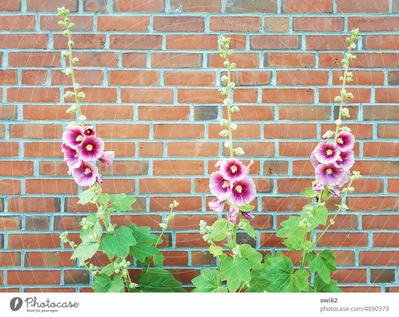 Mauve Malven drei Blumen Pflanzen Blüten offen blühen Wachstum Natur Sommer Tageslicht Blütezeit geöffnet filigran im Freien Stimmung Botanik Blütenpflanze