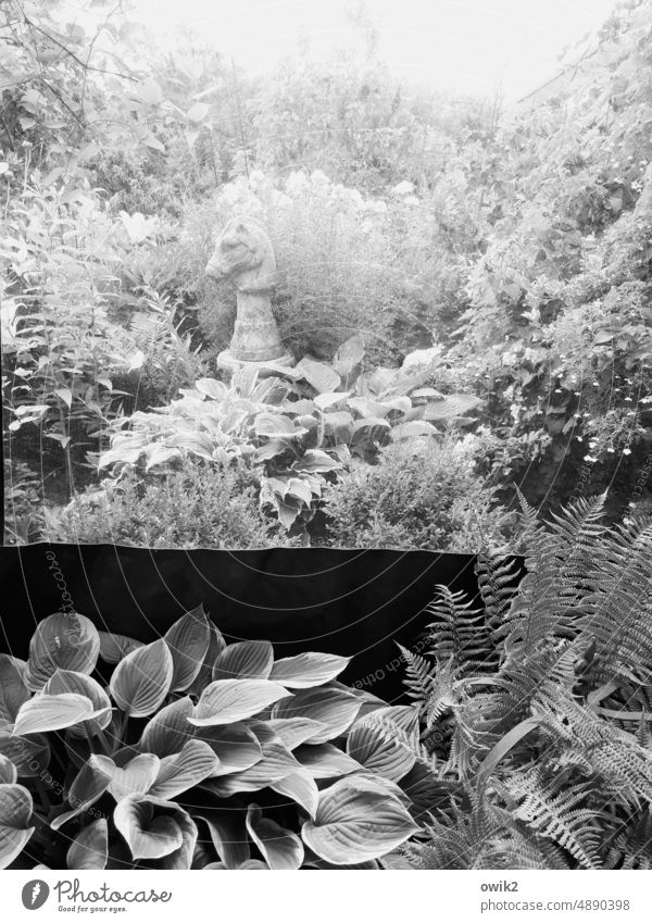 Unregelmäßige Eröffnung Schachfigur Springer draußen Garten stehen warten Pflanzen Schwarzweißfoto Blätter Plane Zelt Fenster Durchsicht Farn Wachstum Biotop