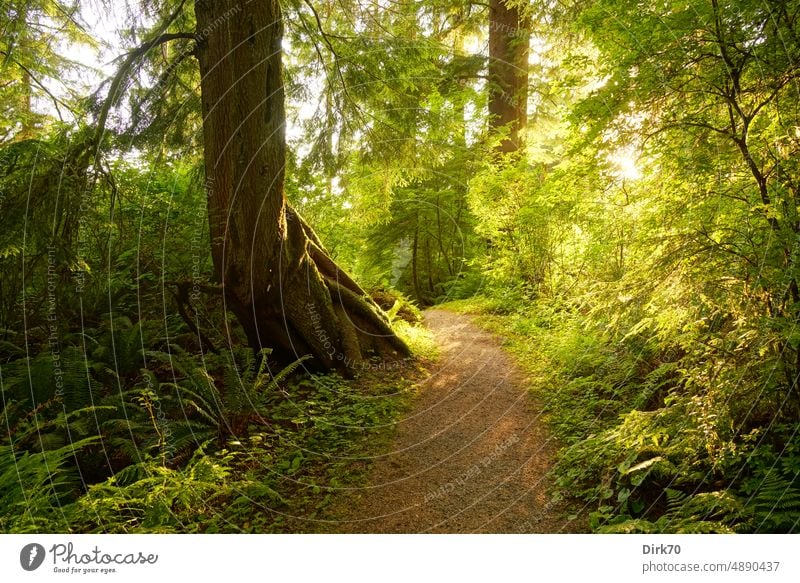 Waldweg auf der Olympic Peninsula, Washington, USA Olympic-Nationalpark Natur Landschaft Farbfoto Baum Amerika Tourismus Waldboden Perspektive Baumstamm