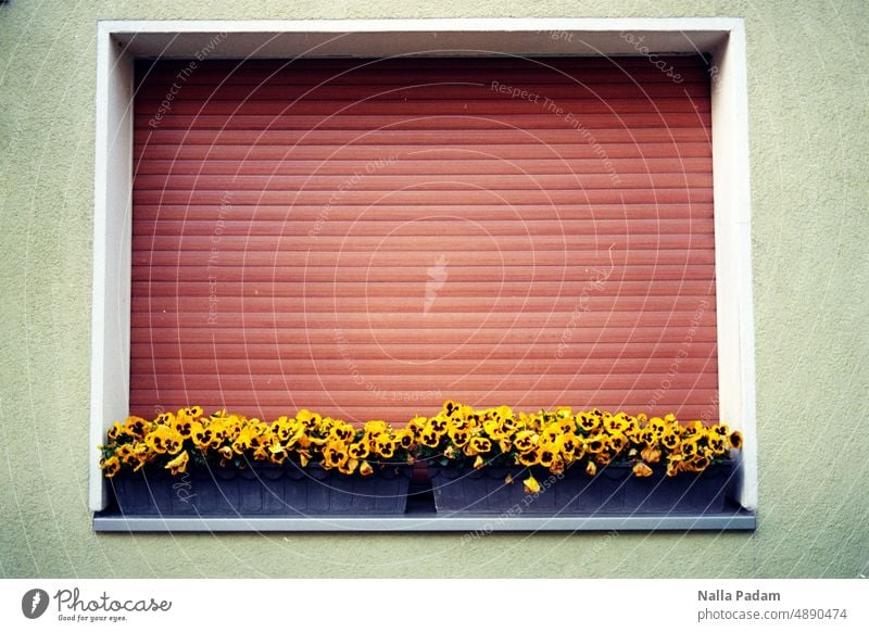 BO-Ehrenfeld einS analog Analogfoto Farbfoto Farbe Haus Architektur Blumen Kasten Blumenkasten Gelb Grün Braun Schwarz Weiß Rollladen Fenster Außenaufnahme