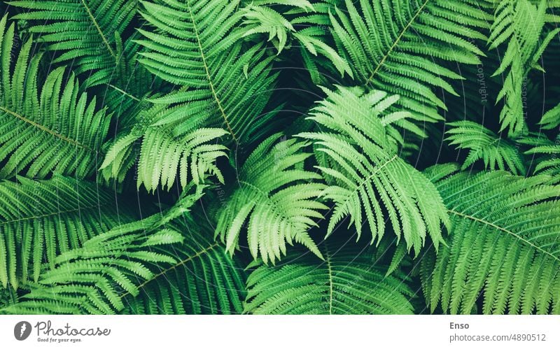 Grüne Farnpflanzen, Draufsicht für botanischen Hintergrund, Straußenfarn wächst im Wald Farne grün Blatt Farnblätter Wurmfarn wachsend Overhead natürlich