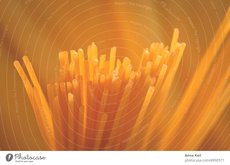 Spaghettis roh in verschiedenen Gelbtönen. Menschenleer Italienisch Lebensmittel Essen zubereiten Kochen Restaurant aldente Schärfenverlauf Nahaufnahme gelb