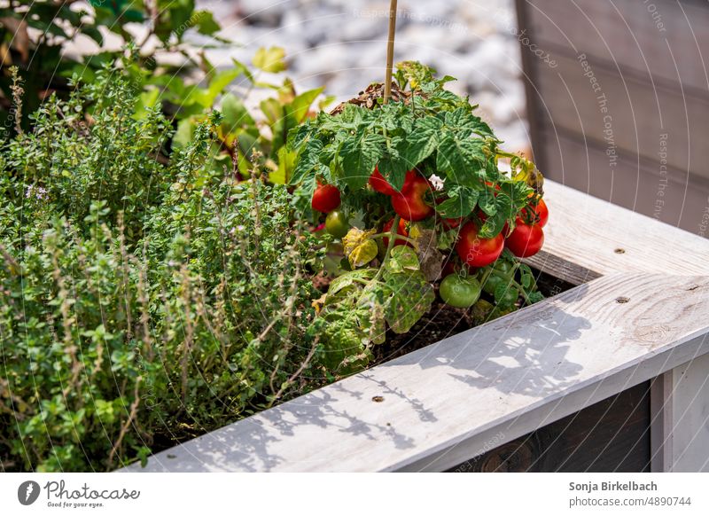 Gemüseanbau im Hochbeet- das Essen selber anbauen :) Garten Anbau Tomaten Kräuter grün Lebensmittel Pflanze Natur Bioprodukte frisch Gartenarbeit Wachstum