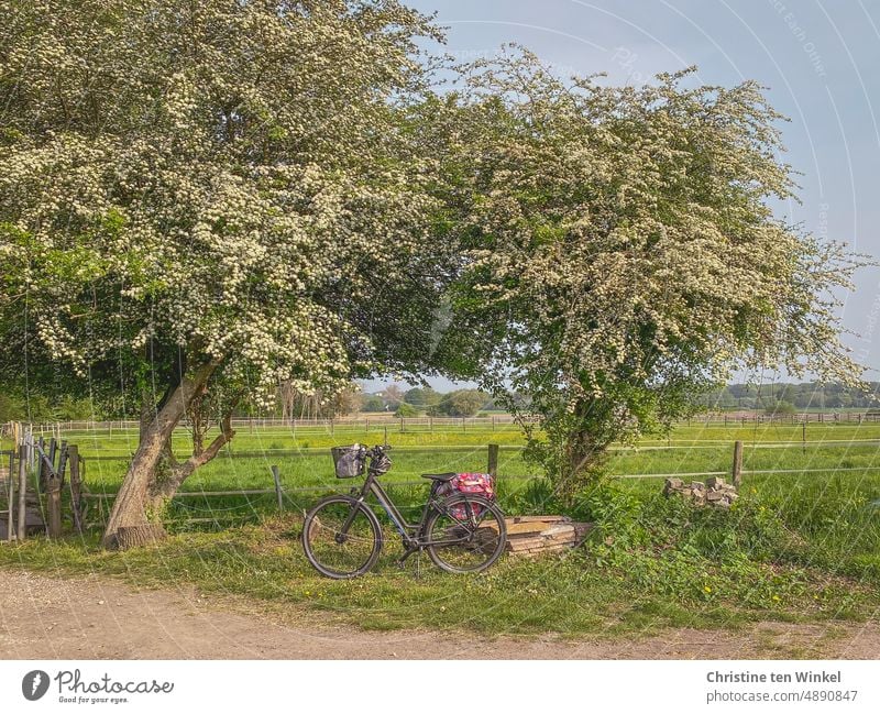 Fahrrad unter blühenden Bäumen Pause blühende Bäume Landidylle Gatter Wiese Weiden Natur Gras Landschaft Himmel Tag grün Zäune Weg Fahrradfahren Energiekrise