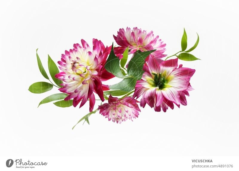 Schöne fliegende rosa Dahlia Blumen Zusammensetzung auf weißem Hintergrund. kreativ schön weißer Hintergrund Dahlien Levitation Sommer Vorderansicht Blütezeit
