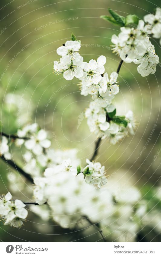 Weiße junge Frühlingsblumen, die im Zweig eines Baumes im Wald wachsen Ackerbau schön Schönheit Beginn Blütezeit Überstrahlung botanisch Botanik Ast