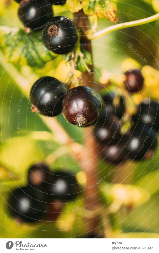 Schwarze Johannisbeere auf einem Zweig eines Busches. Close Up Wachsende Bio-Beeren in sonnigen Sommertag. Reife Johannisbeere im Obstgarten Ackerbau