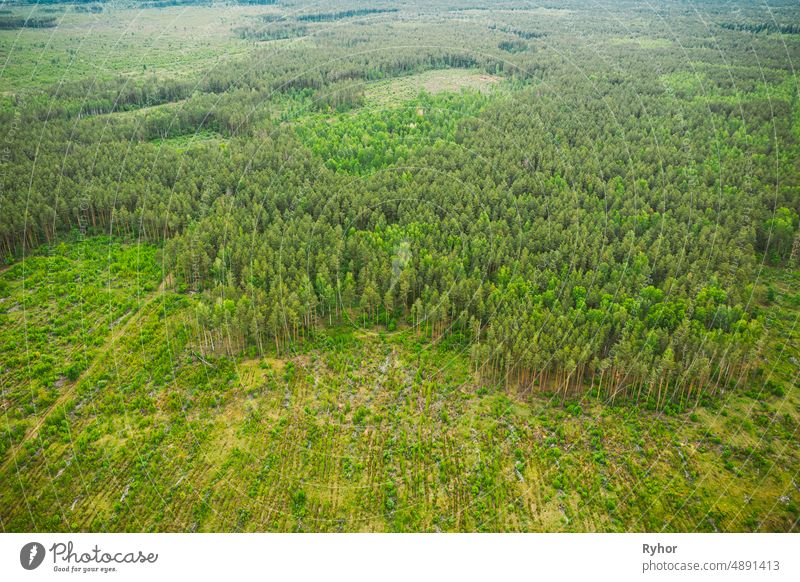Luftaufnahme der Abholzung Bereich Landschaft. Grüne Kiefer Wald in Abholzung Zone. Top View Of Forest Landschaft. Ansicht aus der Vogelperspektive. Großflächige industrielle Abholzung