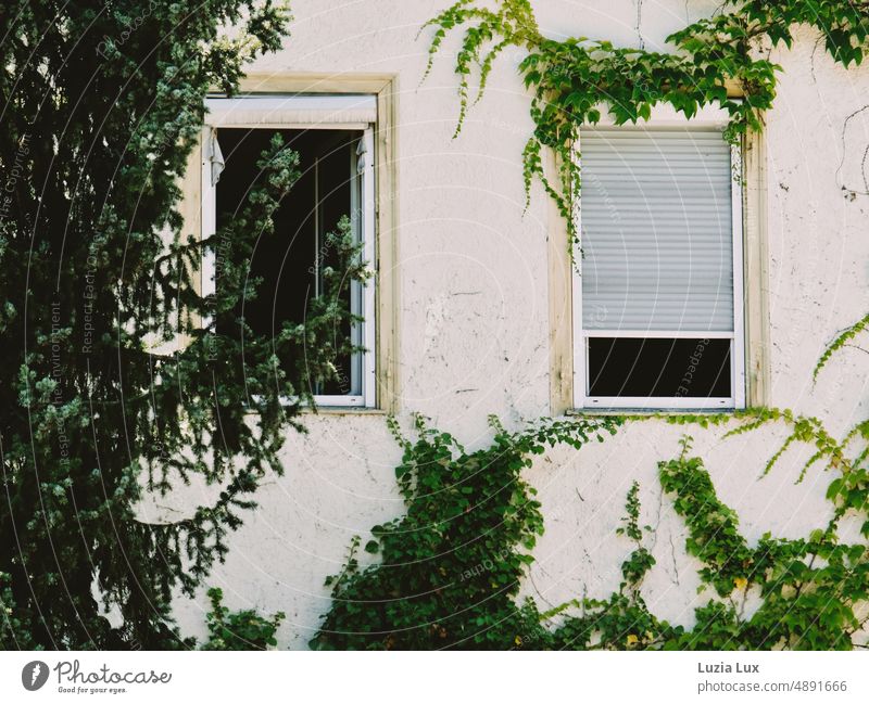 Fassade mit geöffneten Fenstern, grün umwuchert Nadelbäume vor dem Fenster geheimnisvoll verwunschen ausladend wild wuchendernd zugewachsen Architektur