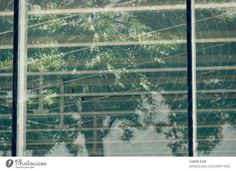 grünes Laub spiegelt sich in der Glasfassade einer Sporthalle sonnig spiegeln Spiegelung Baum Äste Sommer Natur Blätter Zweige u. Äste Äste und Zweige Fassade