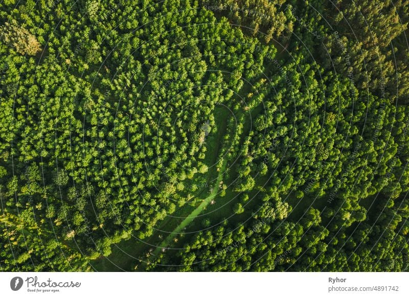 Weißrussland. Aerial View of Green Small Bog Sumpf Sumpf Feuchtgebiet in grünen Wald Landschaft im Sommer Tag. High Attitude Ansicht. Forest Lane In Vogelperspektive