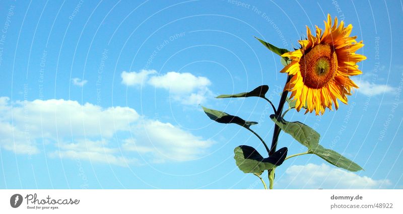 die letzte Blume Sommer Sonnenblume stehen Wolken gelb grün Ernährung lecker Wachstum rund Blatt Amerika Natur blau lebenmittel Lebensmittel blat