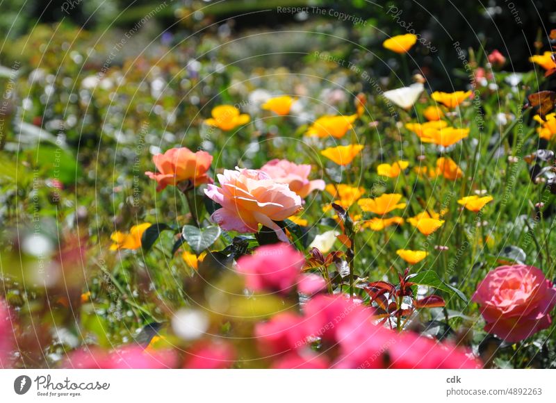Blütenpracht im Sonnenlicht | bunte Vielfalt | Es ist Sommer! Blumen Rosen farbig Blumenwiese Blumenbeet Natur Umwelt Garten Park Anpflanzung blühen blühend