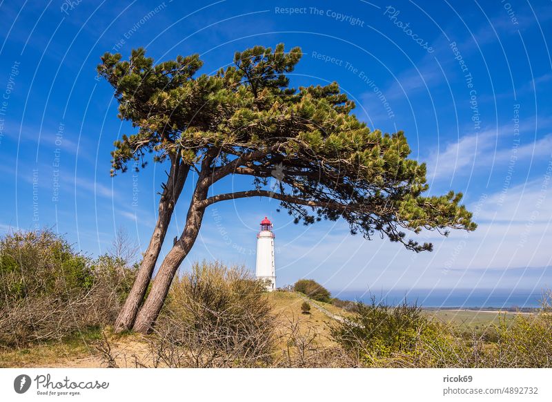 Der Leuchtturm Dornbusch auf der Insel Hiddensee Küste Ostsee Kloster Mecklenburg-Vorpommern Baum Windflüchter Ostseeküste Meer Frühling Himmel Wolken blau