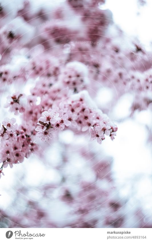 Frühlingserwachen Blüte Frühlingsblume Baum pink rosa