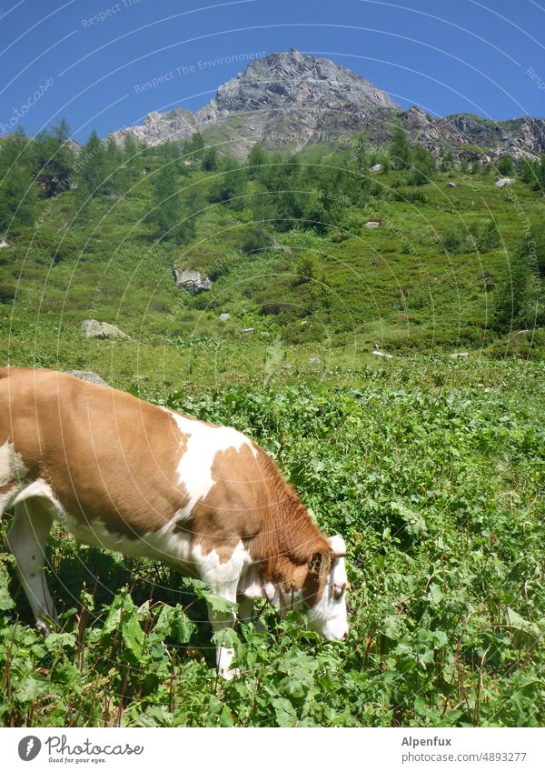 graue Wand vor blau  |  die Alm verharrt im grünen  |  es grast die High-Kuh grasen Berge u. Gebirge Natur Außenaufnahme Sommer Alpen Nutztier Wiese Farbfoto
