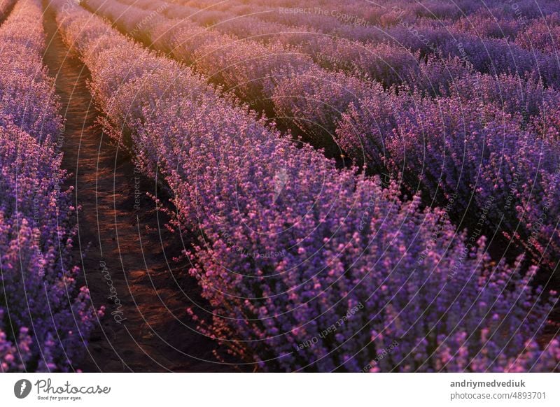 Nahaufnahme von Sträuchern Lavendel blühenden duftenden Felder auf Sonnenuntergang. Lavendel lila aromatischen Blüten auf Lavendelfeldern der französischen Provence in der Nähe von Paris.