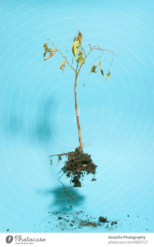 Fliegende tote Pflanze auf blauem Hintergrund. Minimalistisches abstraktes Bild einer trockenen Pflanze. Wurzel untotiert fliegende Pflanze Gravitation