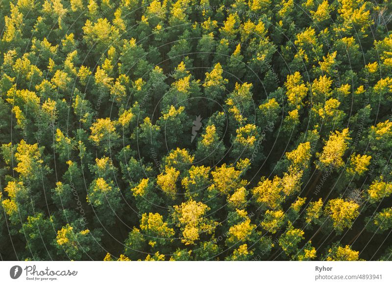 Aerial View of Green Pine Nadelwald in der Landschaft während des Sonnenuntergangs im Frühjahr. Top View From Attitude. Drone Ansicht der europäischen Wälder im Frühjahr