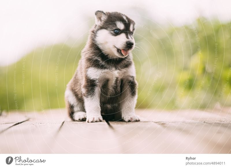 Vier Wochen alter Husky-Welpe von weiß-grau-schwarzer Farbe, der auf dem Holzboden sitzt und seine Zunge zeigt Tier schön Schönheit züchten Eckzahn niedlich