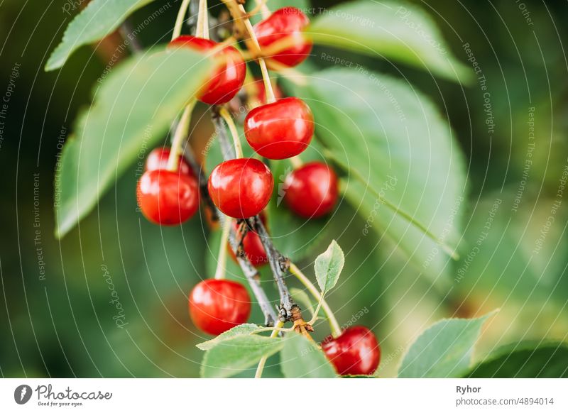 Rote reife Beeren Prunus subg. Cerasus auf Baum Im Sommer Gemüsegarten prunus Ackerbau schön Schönheit botanisch Botanik Ast Kirsche schließen Nahaufnahme
