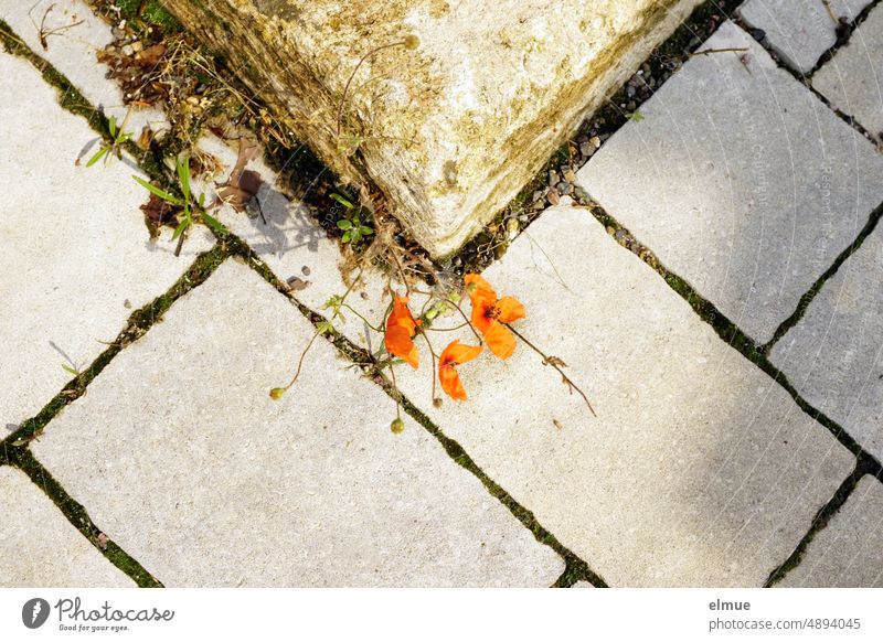Mo(h)ntag / Kleine, spärliche Mohnpflanze mit drei Blüten in einer Fuge zwischen Mauerstein und Steinplatten Mohngewächse Pflanze Wildwuchs Montag Papaver