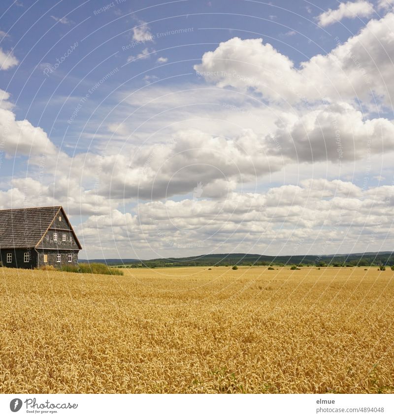 Feld mit reifem, goldgelben Weizen, ein altes Schieferhaus und zahlreiche Schönwetterwolken / Sommer / Erntezeit Getreide Korn Weizenfeld Naturschiefer Fenster