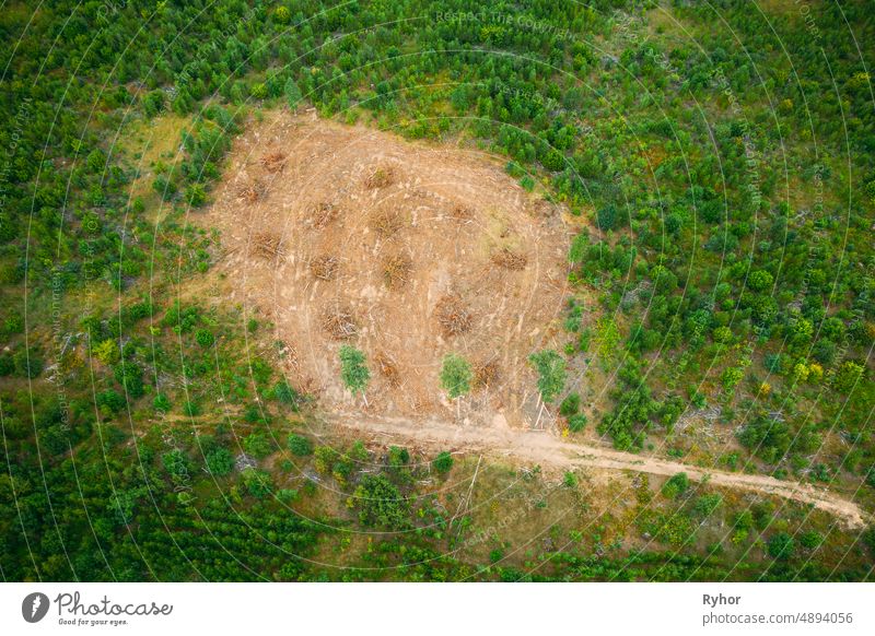 Elevated Aerial View Green Forest Abholzung Bereich Landschaft. Top View of Fallen Woods Trunks and Growing Forest. European Nature From High Attitude In Summer