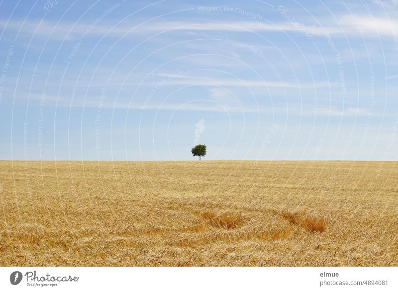 Feld mit reifer, goldgelber Gerste, einer Leitspur, einem einzelnen Baum am Horizont und hellblauem Himmel mit einzelnen weißen Wolken / Sommer / Erntezeit Korn