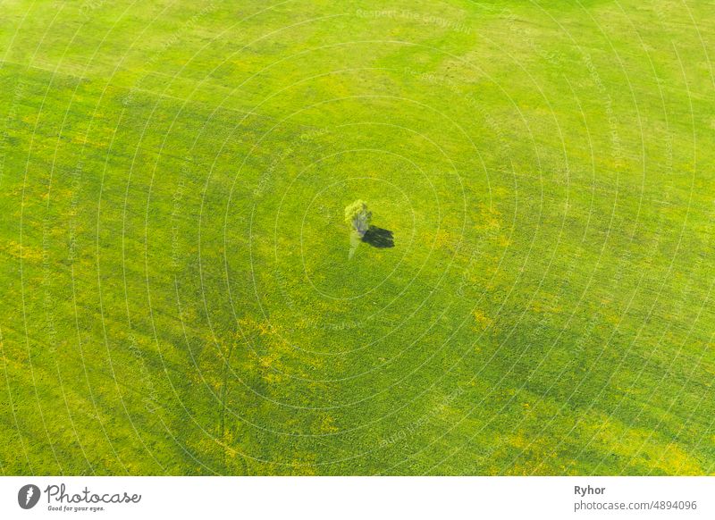Luftaufnahme der landwirtschaftlichen Landschaft mit einsamen Baum im Frühjahr Feld, Sommer Wiese. Schöne grüne Gras ländliche Landschaft in der Vogelperspektive