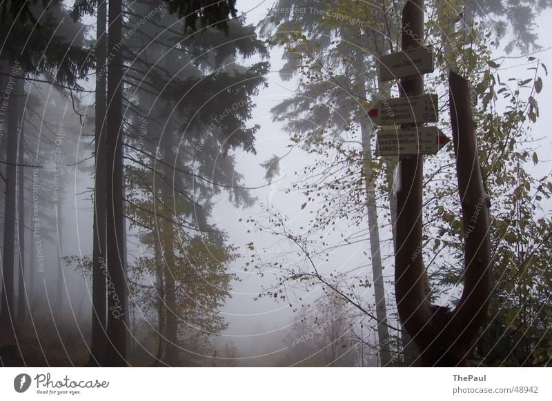 Wegweiser im Nebel Wald Baum Gespensterwald wandern Fußweg ruhig Trauer Einsamkeit Außenaufnahme Traurigkeit spukhaft