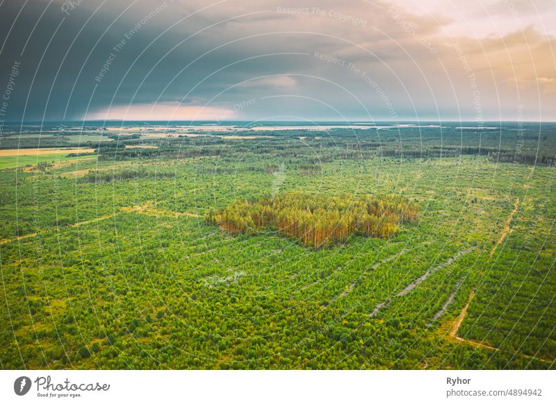 Luftaufnahme Grüner Wald Abholzung Bereich Landschaft. Top View of New Young Growing Forest. European Nature From High Attitude In Summer Season Antenne Gegend