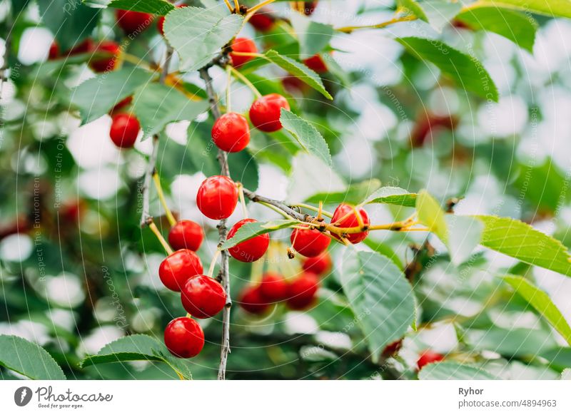 Rote reife Kirsche Beeren Prunus subg. Cerasus auf Baum Im Sommer Gemüsegarten prunus Ackerbau schön Schönheit botanisch Botanik Ast schließen Nahaufnahme