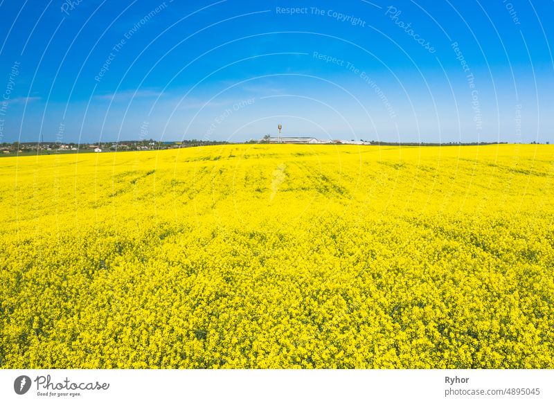 Luftaufnahme der landwirtschaftlichen Landschaft mit blühenden blühenden Raps, Ölsaat im Feld Wiese im Frühjahr. Blossom Of Canola Gelbe Blumen. Schöne ländliche Landschaft in der Vogelperspektive